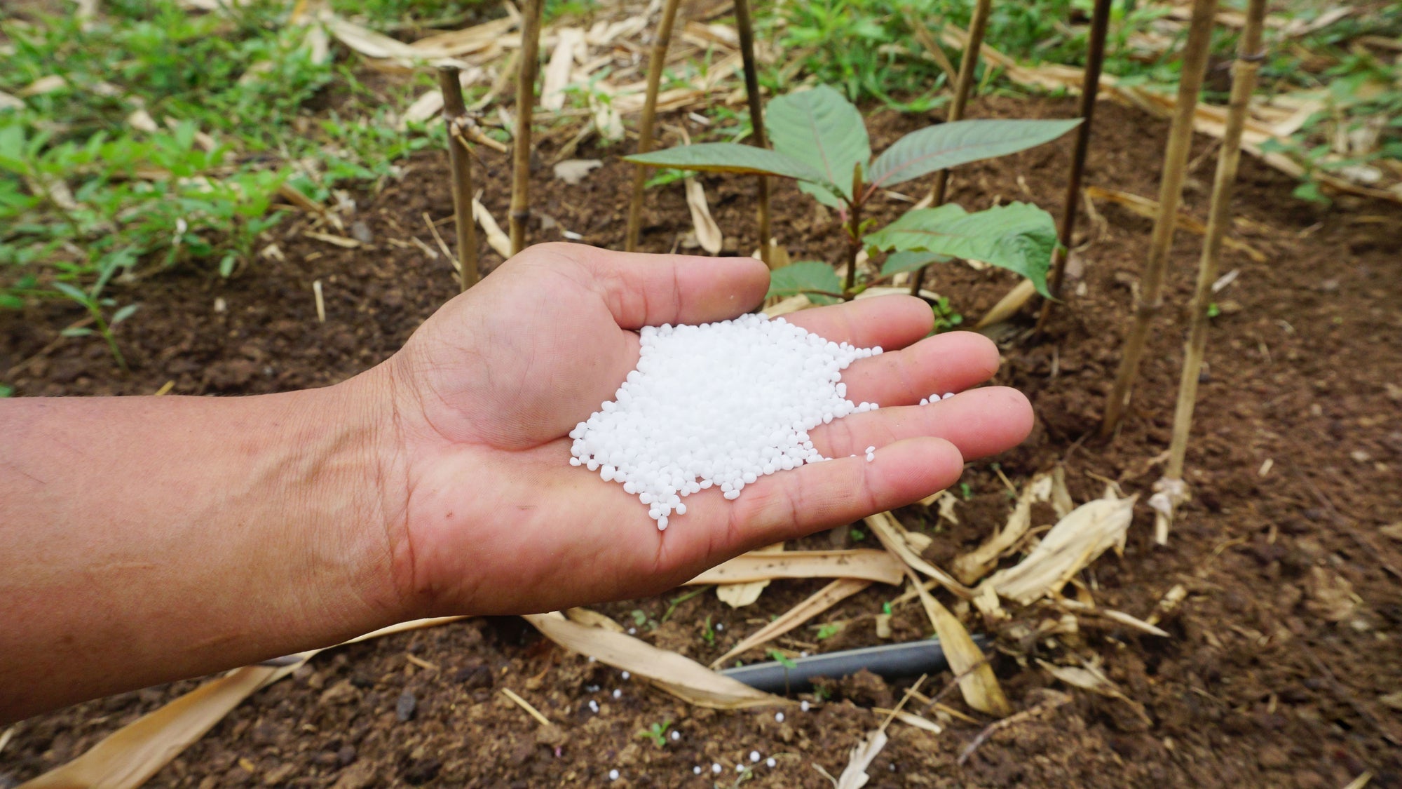 Düngen im Garten Titelbild