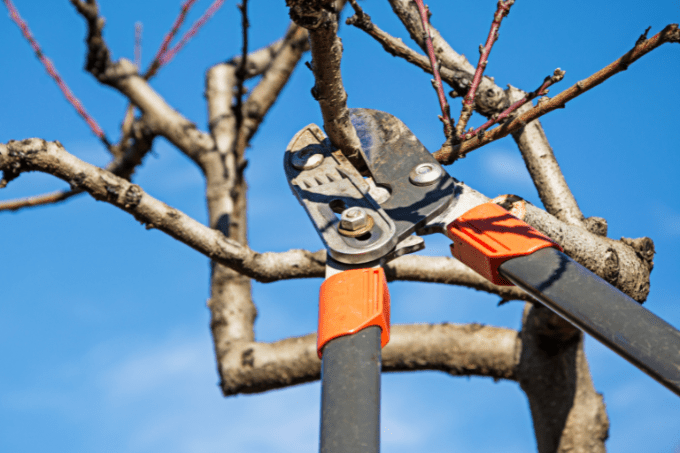 Gartenschere schärfen und schleifen: Alles, was Du wissen solltest!