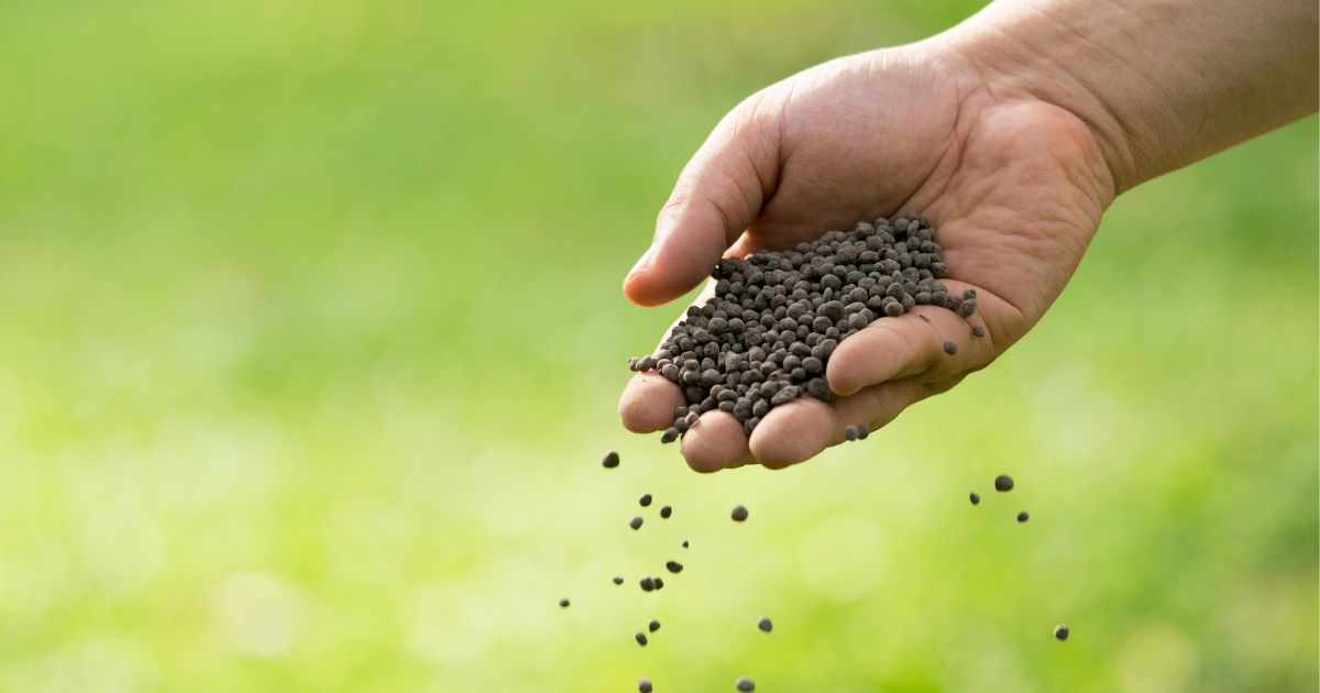 Hecken düngen – Unsere Tipps für sattes Grün und starkes Wachstum