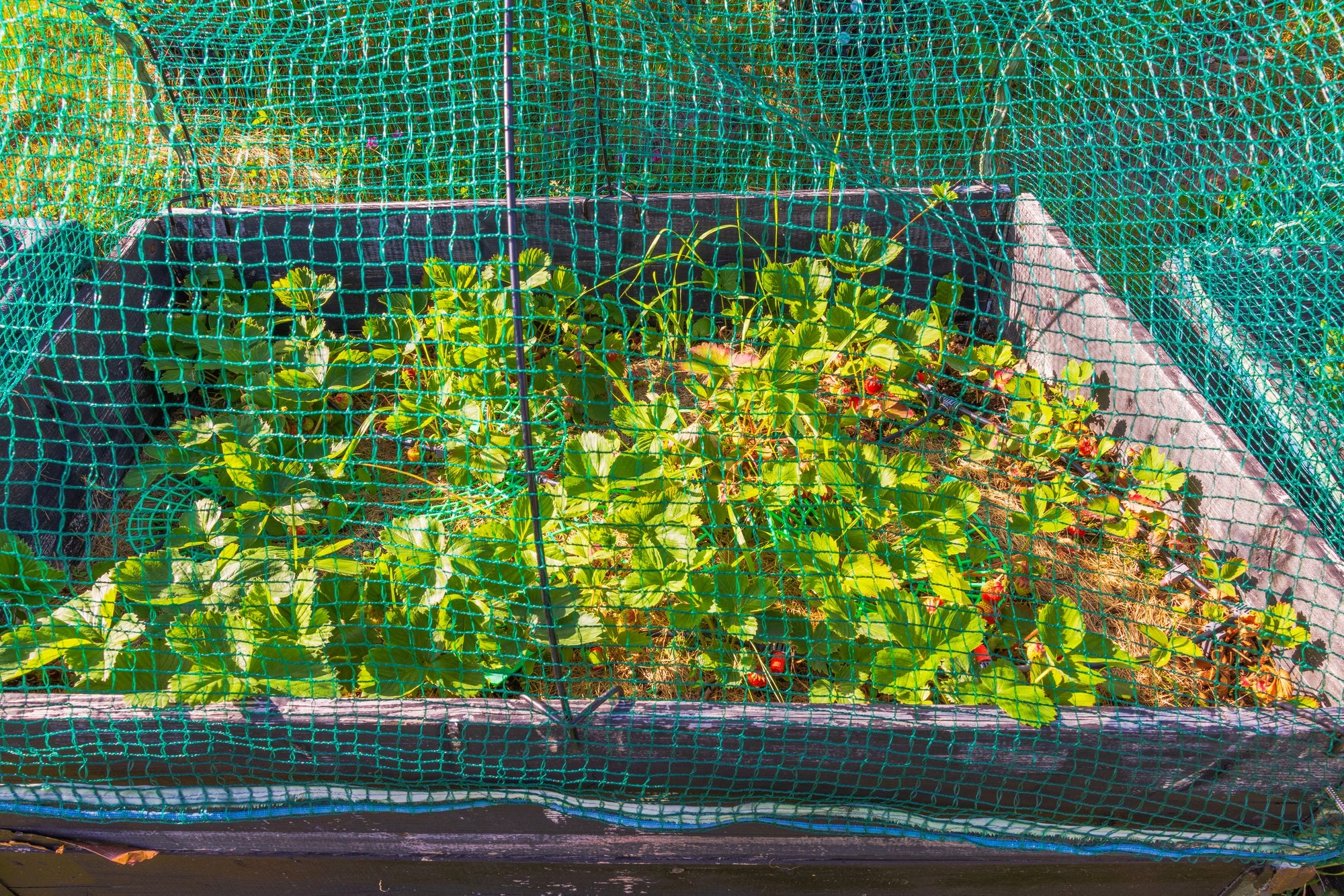 Hochbeetabdeckung selber bauen  und ein Hochbeet voller Erdbeerpflanzen ist mit einem grünen Netz vor Vögeln geschützt.