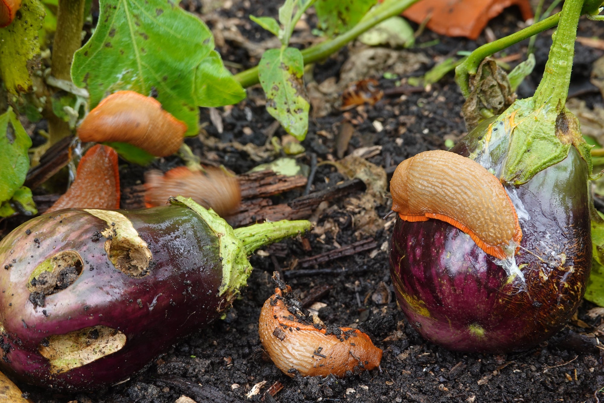 Schnecken bekämpfen im Garten – Effektive Methoden gegen Nacktschnecken und andere Schädlinge