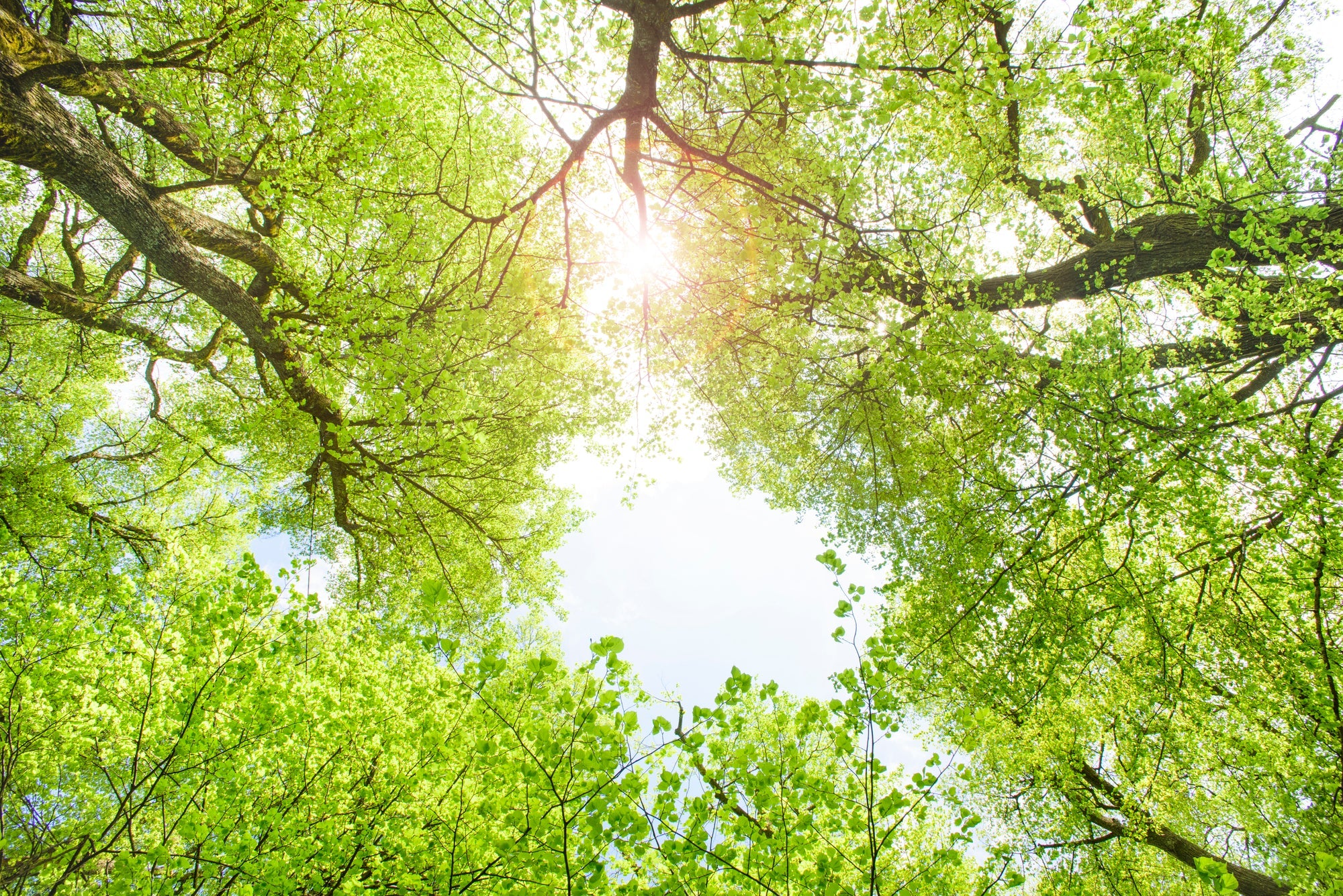 Schnell wachsende Bäume